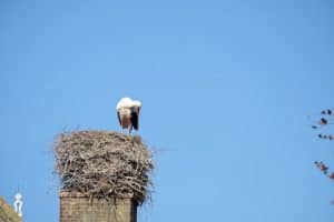 Chimney Needs to be Cleaned