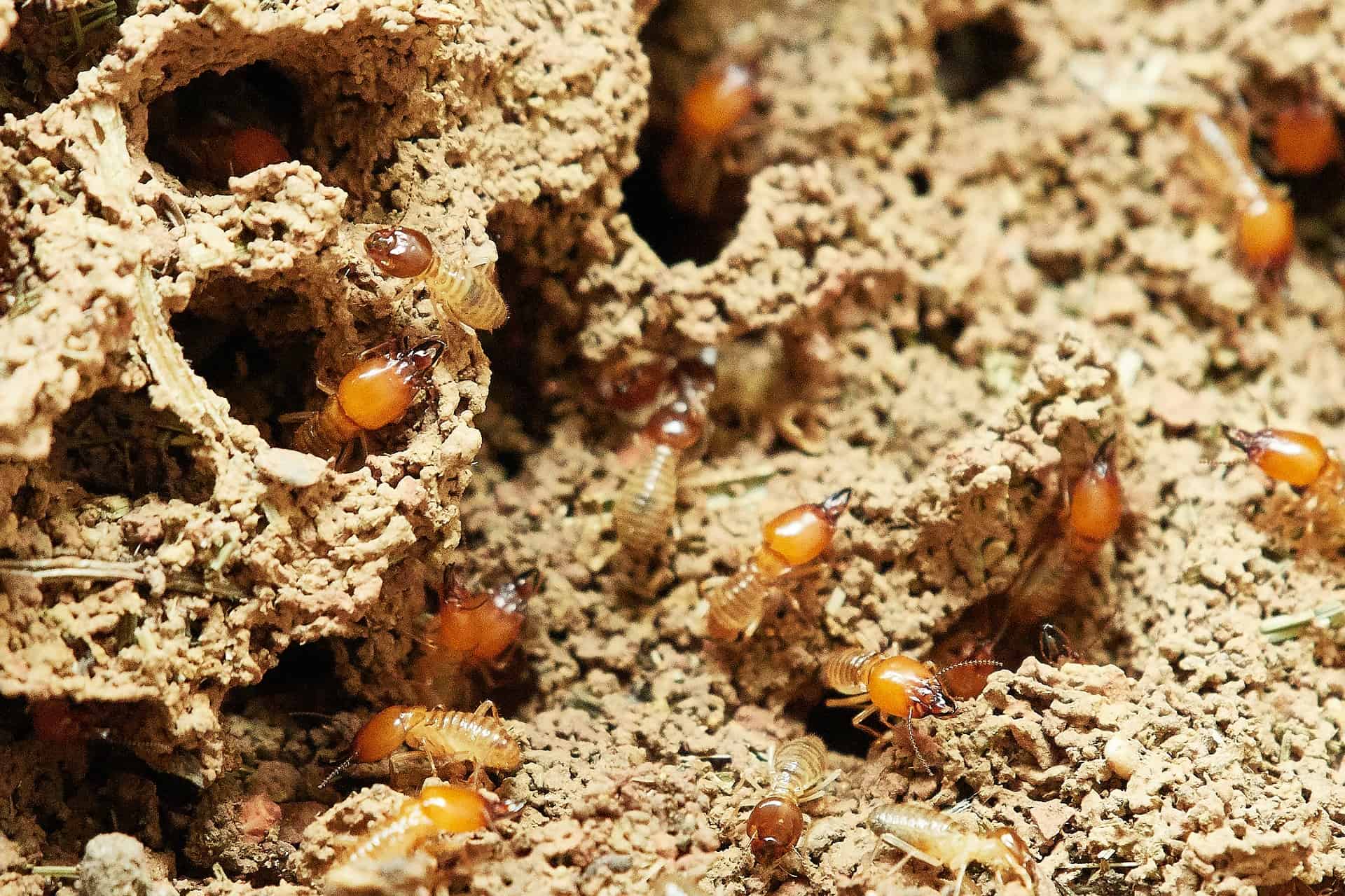9 Ways To Kill Termites Naturally That Actually Work