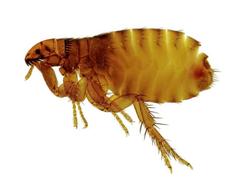 How to Get Rid of Dog Fleas Forever (8 Step Guide) Expert Home Report