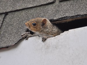 How To Keep Animals Off Your Roof - Expert Home Report