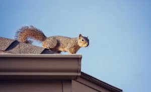 squirrel on roof gutters