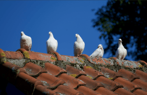 keep animals off of my roof