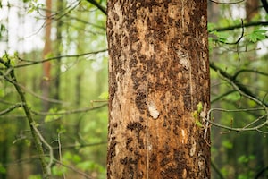 tree trunk damaged from bugs