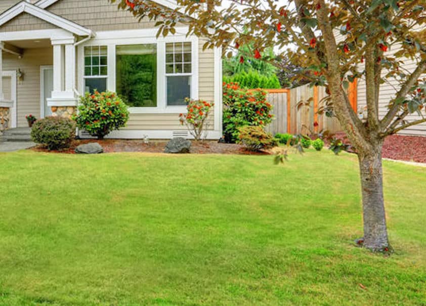 Can Trees Block My WIFI Signal? What You Should Know Expert Home Report