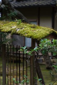 Is Moss Bad for My Roof? Essential Roof Care Guide