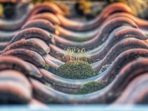 Is Moss Bad for My Roof? Essential Roof Care Guide