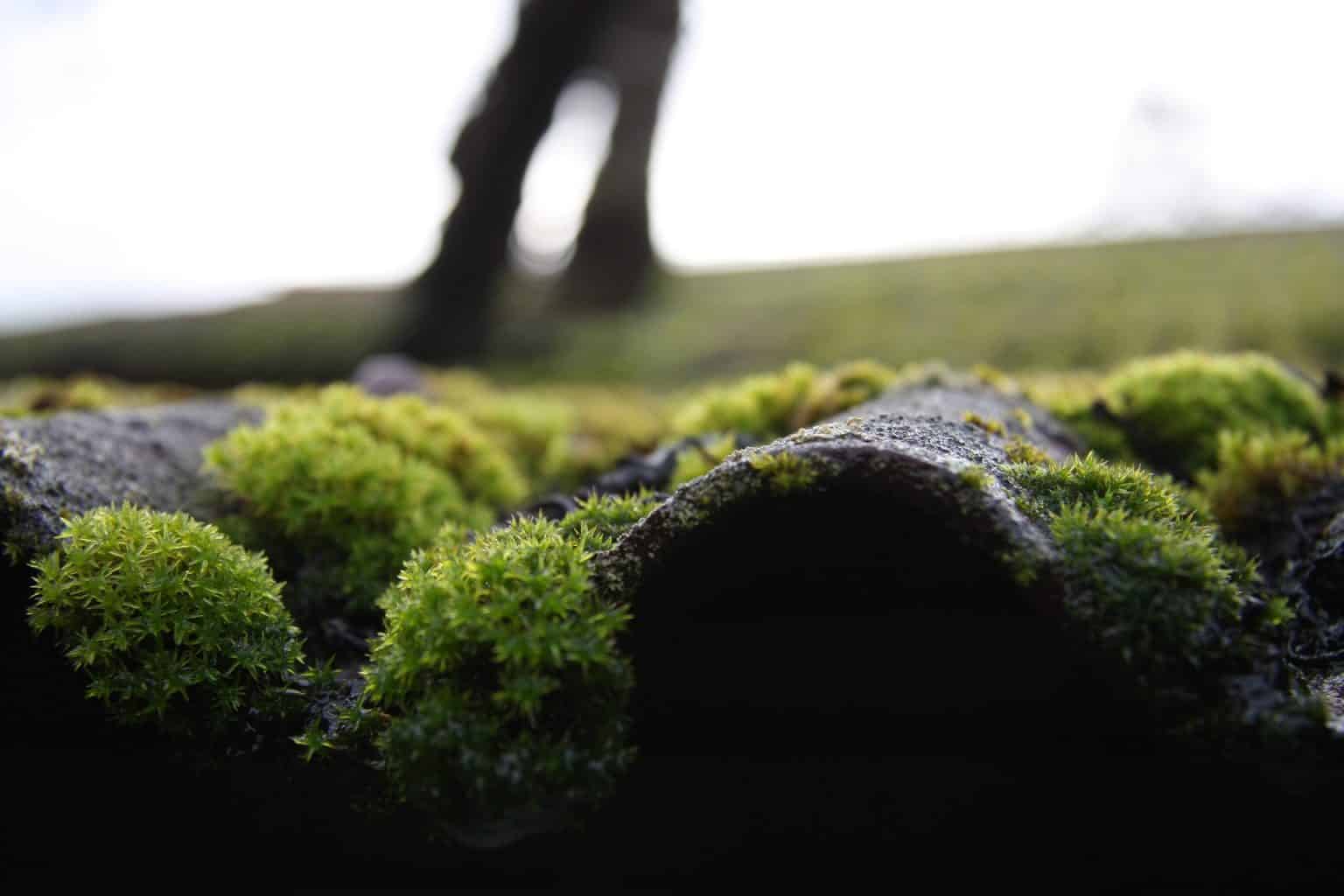 Is Moss Bad for My Roof? Essential Roof Care Guide Expert Home Report