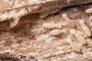 Termites in brick