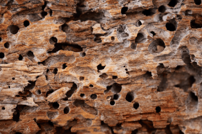 Brick House Termite Damage: Essential Guide - Expert Home Report