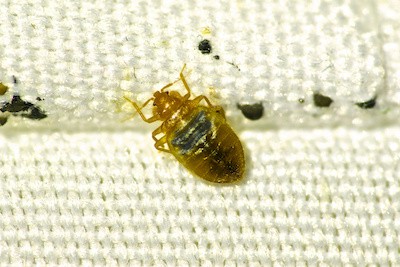 get rid of bed bugs naturally