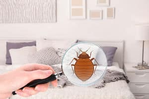 finding bed bugs before treating