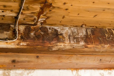 Does Homeowners Insurance Cover Wood Rot? Complete Guide