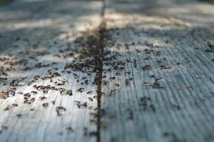get rid of carpenter ants