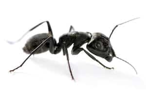 get rid of carpenter ants