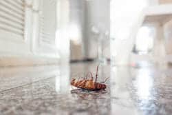 Dead cockroach on floor of bathroom