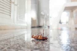 Dead Roach In Bathroom 