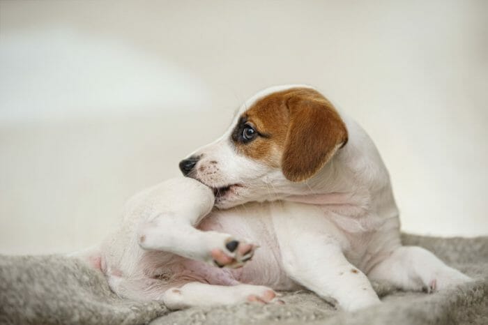 Killing Fleas Naturally (Tips That Actually Work) - Home ...