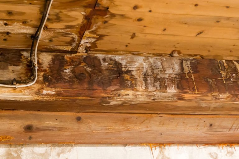 Difference Between Termite Damage and Wood Rot (With Examples) Expert Home Report