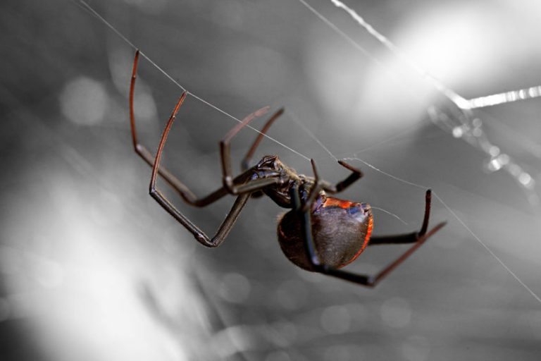 why-does-my-basement-have-so-many-spiders-how-to-keep-them-out