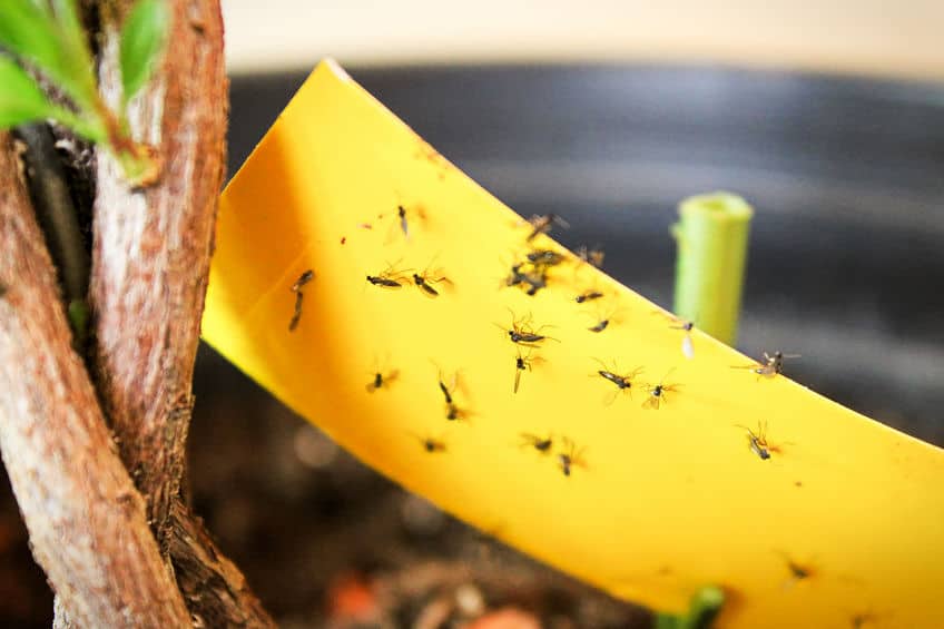 get rid of gnats naturally quick and easy