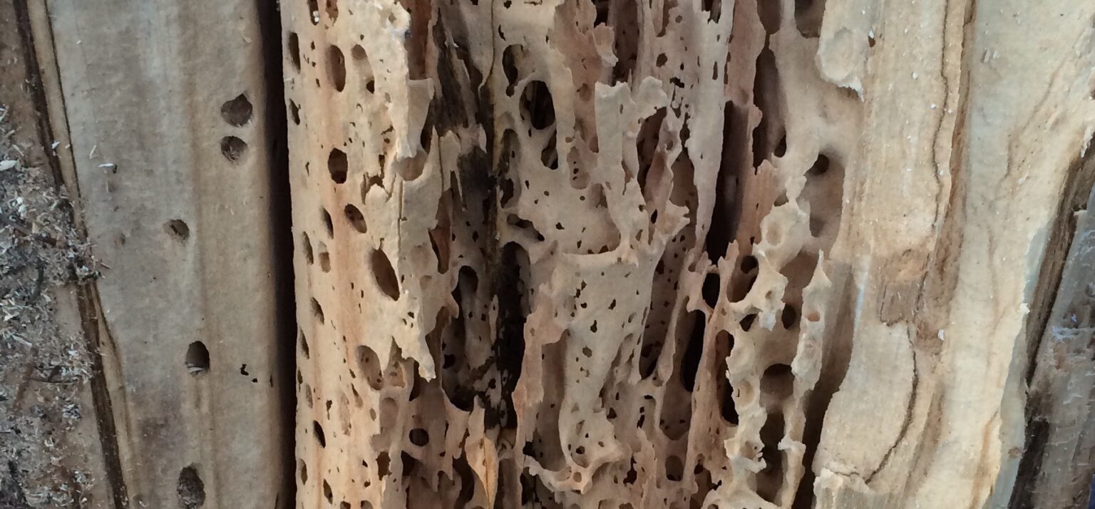 Difference Between Termite Damage and Wood Rot (With Examples) Expert Home Report