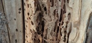 termite damage in wood