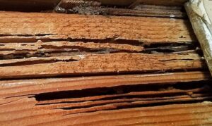 example of termite damage to wood beam