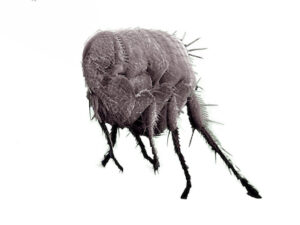 flea in home