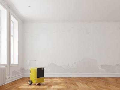 Remove Mold With Dehumidifier