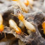 termite removal process