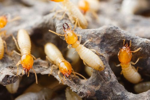 termite removal process