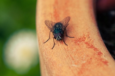 why are there so many flies in my house expert home report
