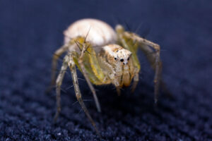 carpet spider in house