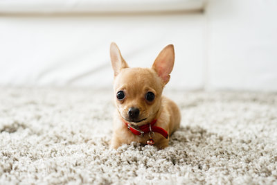 Flea Infestation in Carpet