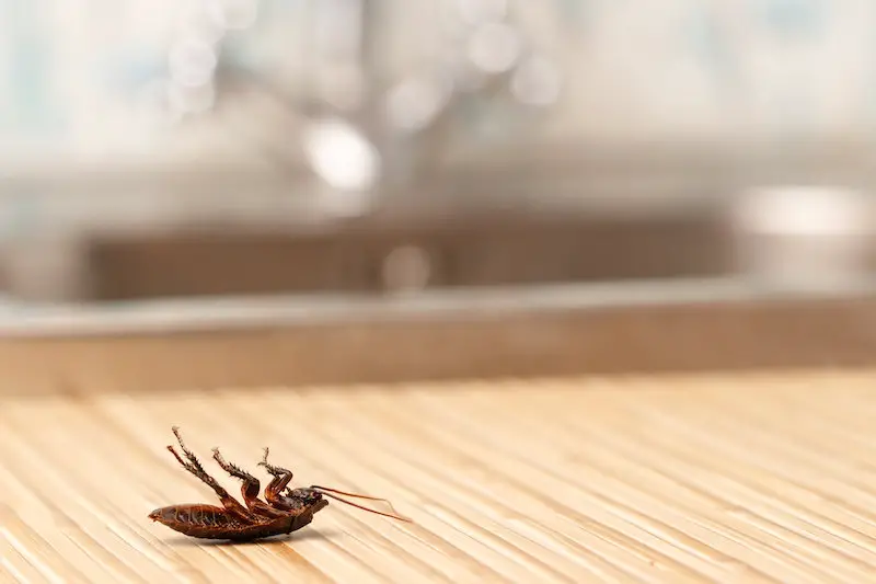 Roaches in Kitchen