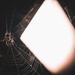 Ways to Remove Spiders from House