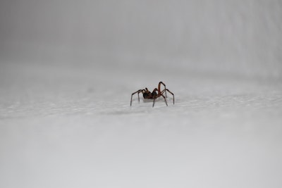 Stop Spider in Window Frame