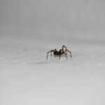 Natural Spider Deterrents