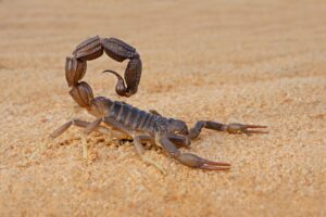 Signs of a Scorpion Infestation
