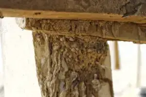 How to get rid of termites 6 ways
