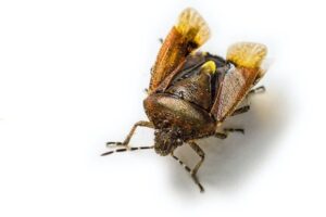 Get Rid of Carpenter Beetles