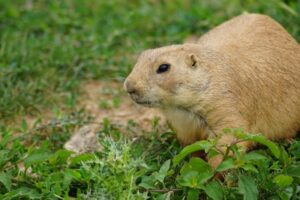 Natural Gopher Control