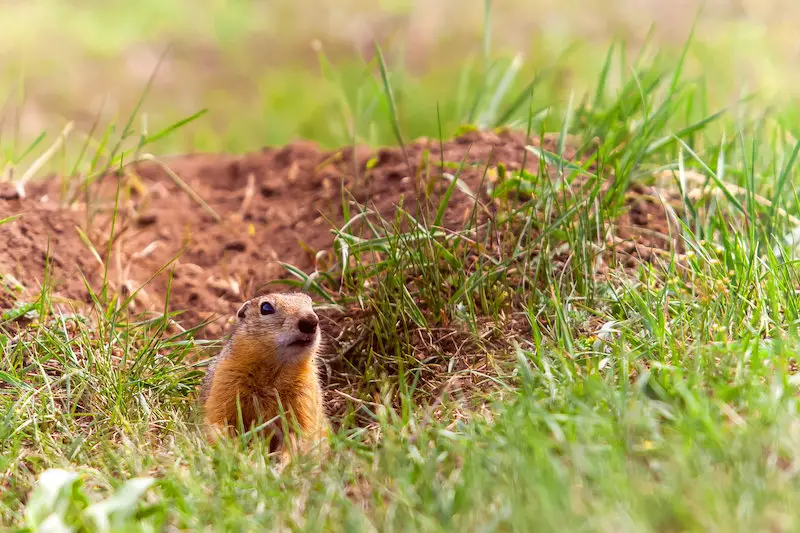 Get Rid of Gophers