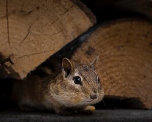 Best Way to Prevent Chipmunks