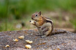 Preventing Chipmunks Naturally