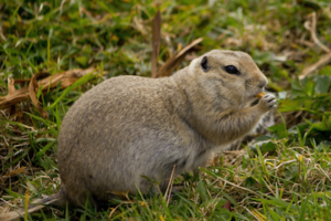 Get Rid of Gophers