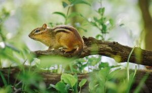 Preventing Chipmunks Naturally