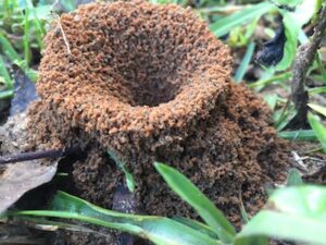 How to Get Rid of Fire Ants (8 Ways that Work)