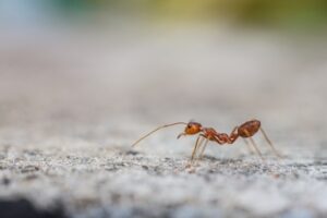 How to Get Rid of Fire Ants (8 Ways that Work)