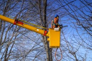 Am I Held Liable If A Tree Branch Falls Onto Neighbors House?